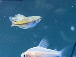 Columnaris and Ich?