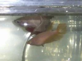 Here is my sunglasses betta.:)