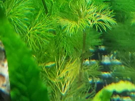 Cabomba Yellowing