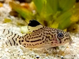 Problem after rescaping