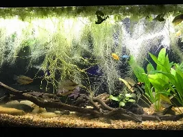 Update w/photos on my 30g long