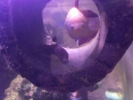 My Cory cat found a new hiding spot