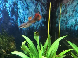 Aggressive Molly
