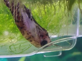 10g tank for dwarf gourami