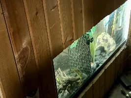 remembering again, why I gave up ( for the most part ) on South American cichlids...