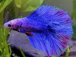 Fin color comparison!