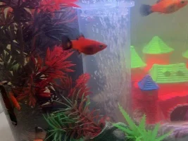 Platys-pregnant or constipated??