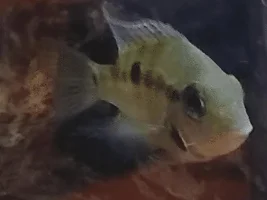 Two Firemouths in quarantine tank - best practices?