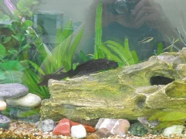 My Tanks
