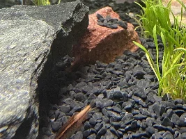 Cherry barbs attacking each other, one is dead another is hurt.