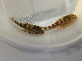 I.d help