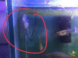 My Electric Blue Acara is acting up weirdly... HELP!!!