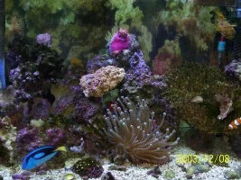 Some pics of my 220 Gallon