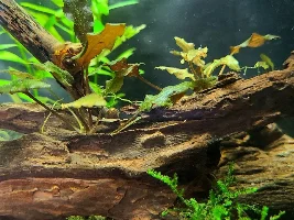 Plant id