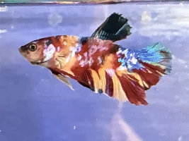 I want to draw your fish please 🖌️🎨