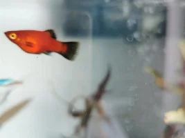 Is my platy pregnant