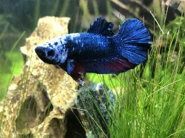 Betta help!