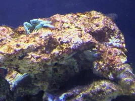 Emerald Crab