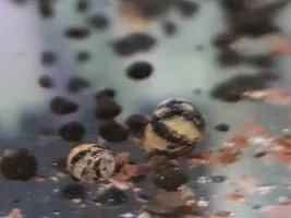 Can anyone help with these snails type or species ?