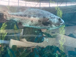 Aquarium of Pacific