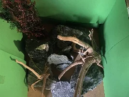 Planting help and stock levels in a 60L tank