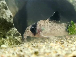 Cories, lots of cories.
