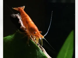 do they roots need to be above substrate?