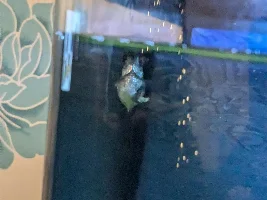 Black Widow Tetra - looking poorly