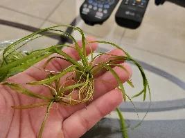 Plant i.d