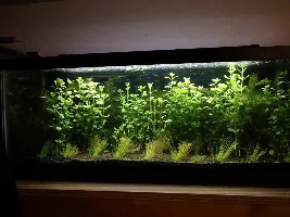 5 Planted Tanks