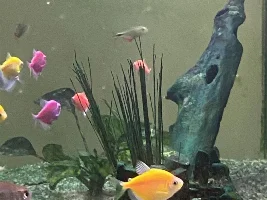 Clear water needed?