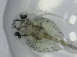 Casscats Microscope Critters