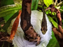 oto advice