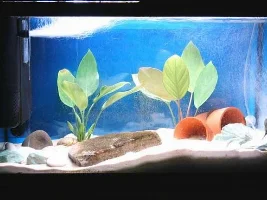 Hillstream Loach Tank