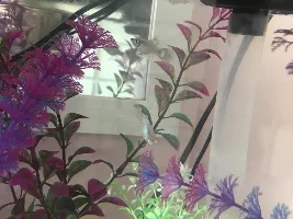 Platy black spot