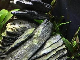 Algae on Rocks