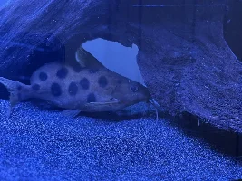 Hi everybody - I also need help to identify a fish I have inherited.