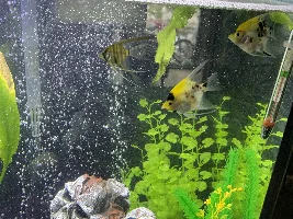 German blue rams