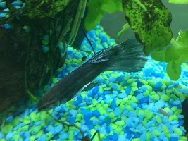 Betta fish fins and health help!!