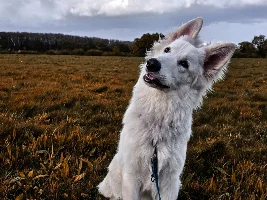 Any Swiss Shepherd owners