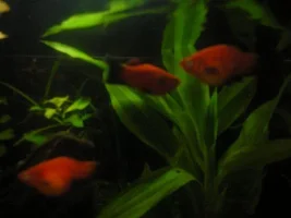 Pregnant Platys Blowing Up?