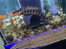 Show me your Fish!