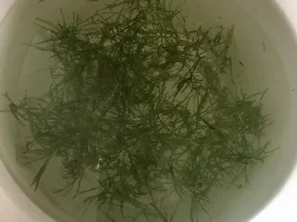 Third time’s the charm?...guppy grass?...