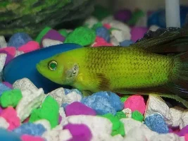 Shiny scales ir patches near the betta gills