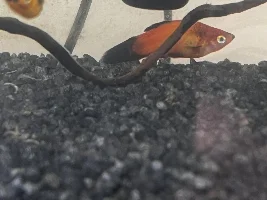 Platties at bottom of tank