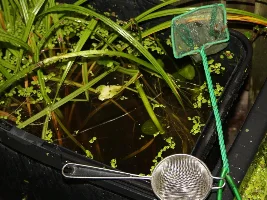 Harvesting some fry