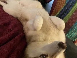 What do y’all think my dog is mixed with?