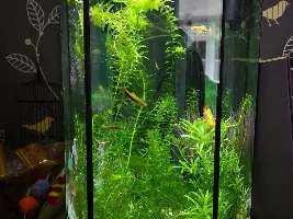 My planted tank