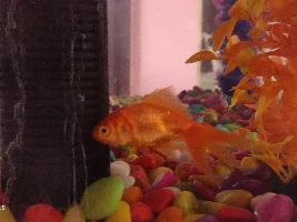 Goldfish stays near filter