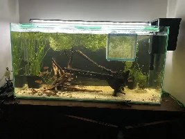 148.6L (39.2 gallon) aquarium journal